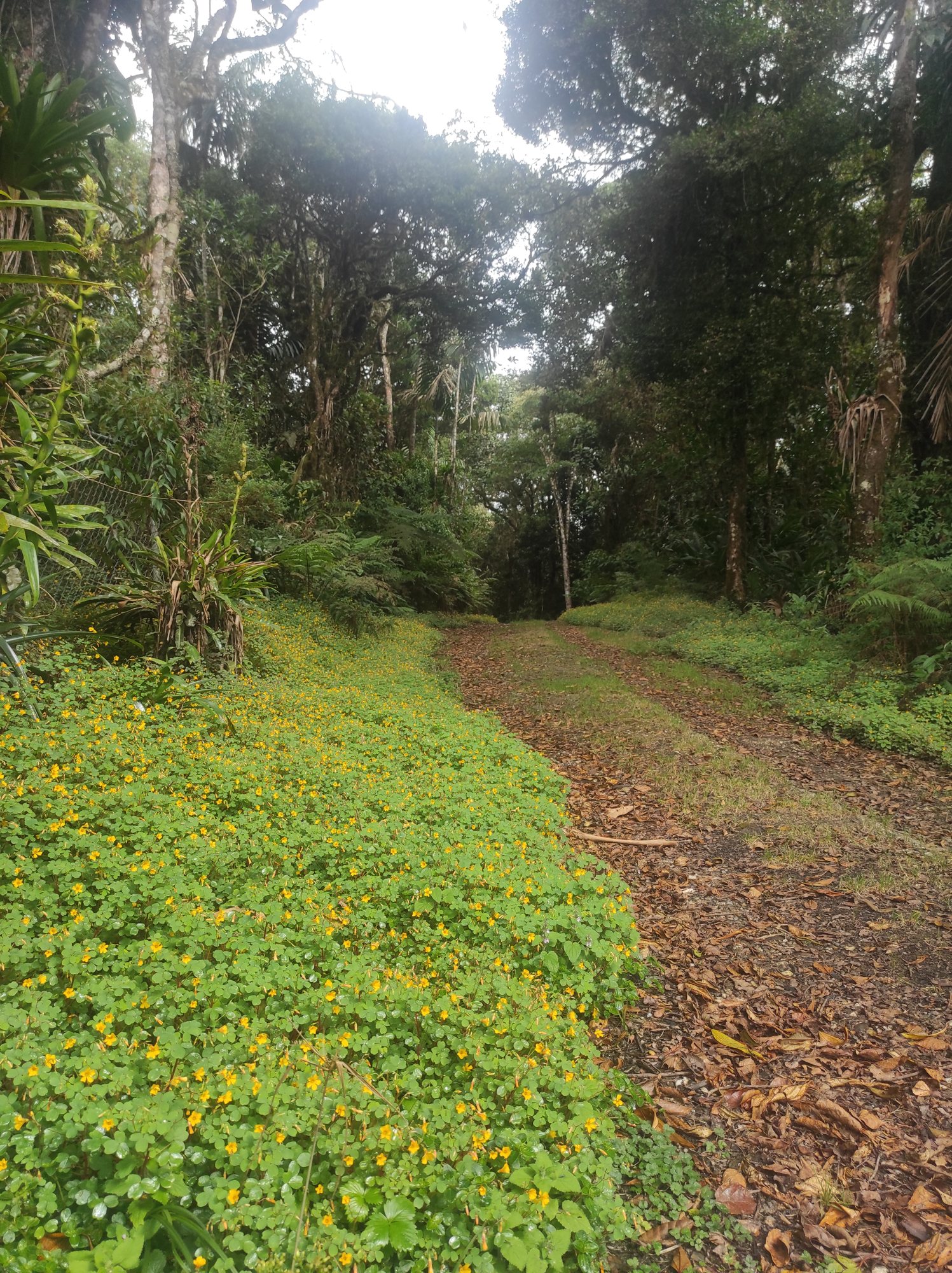 Caminata suave en entorno de bosque nublado