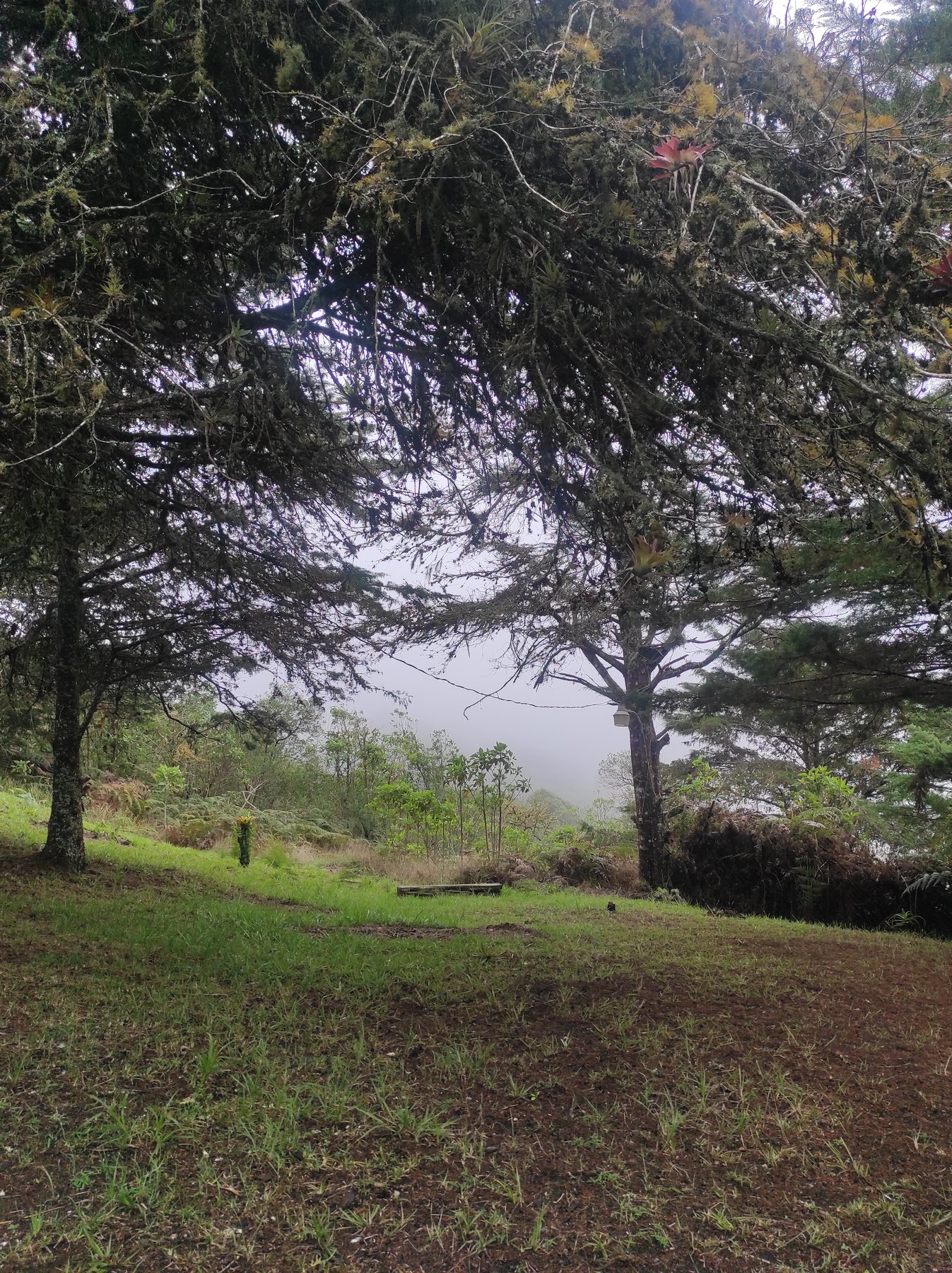 Jardines y neblina en Posada Otilia